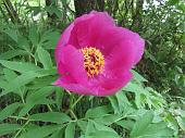 30 Peonia